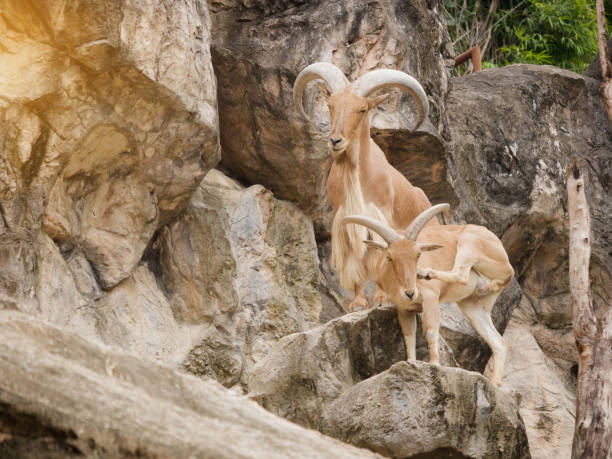 istock Barbary sheep is climbing on a steep cliff. 836498122