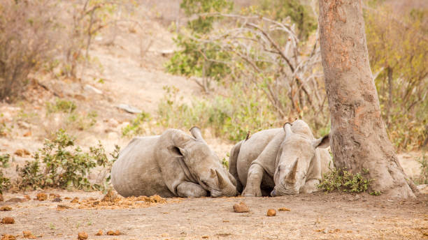 istock two african white rhinoceros sleeping in savannah, in Kruger park 836498438