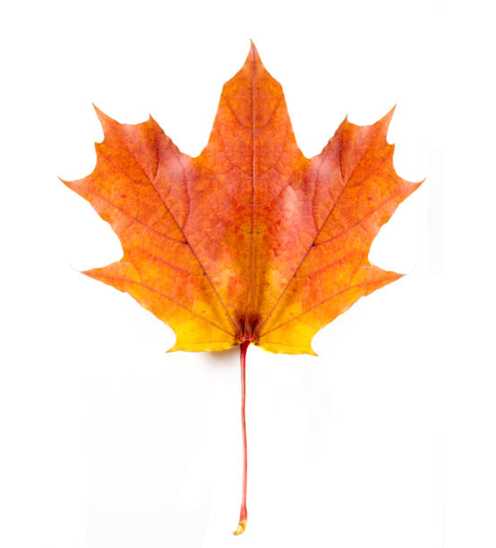 istock Texture, background. Autumn maple leaves. On a white background, there is a place for brands 836499046