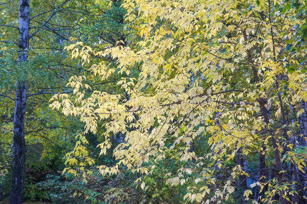Texture, background. Autumn Leaves. Acer mandshuricum (Manchurian maple)