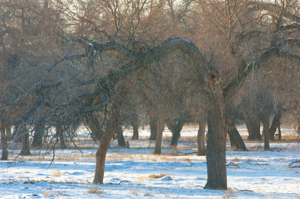 turanga relict trees in the winter, the river or kazakhstan. kapchagai bakanas, - 2333 imagens e fotografias de stock