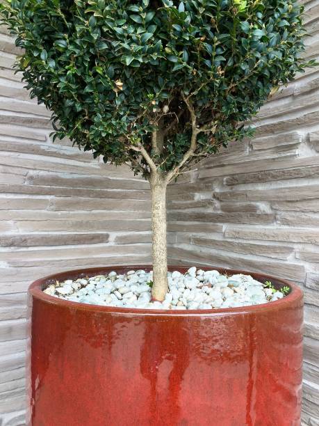 istock Potted plant against a grey slated wall background 836501502