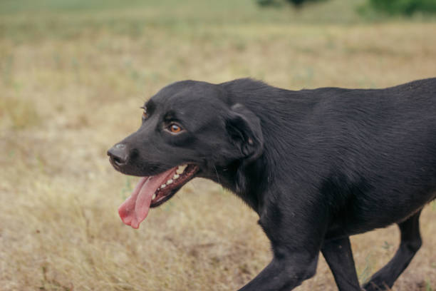 istock Black labrador on a background of grass 836502118