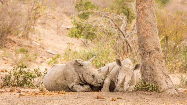 istock two african white rhinoceros sleeping in savannah 836502304