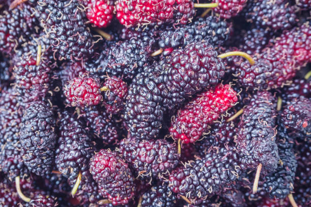 istock fresh mulberry closeup background 836505310