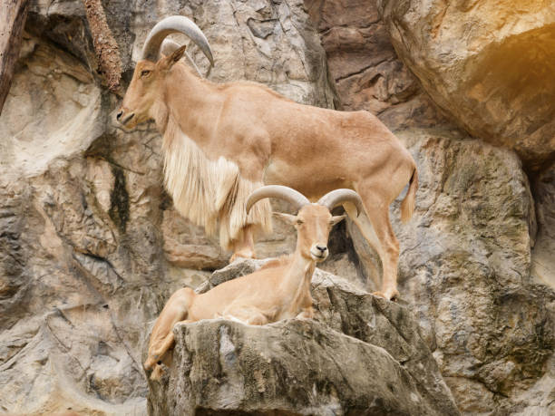 istock Barbary sheep is climbing on a steep cliff. 836505808