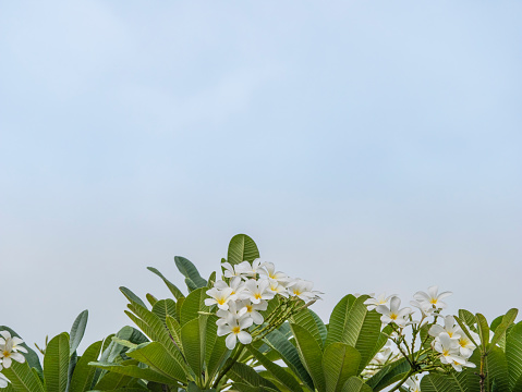 The beautiful whaite Plumeria tree with blooming white flowers and green leaves and the background of blue sky.