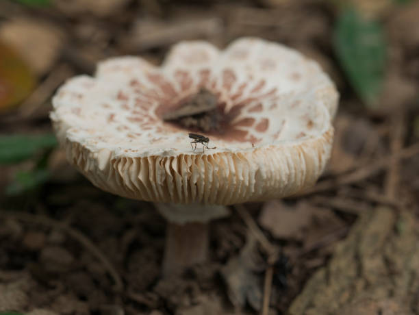 istock Natural Parasol mushroom 836508722