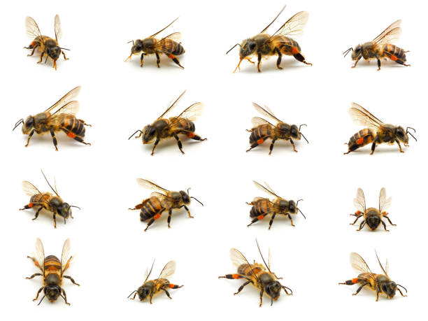 istock Group of Bee with pollen isolated on white background. 836509002