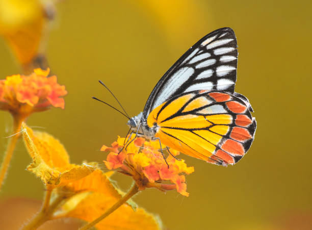 Butterly in Autumn stock photo