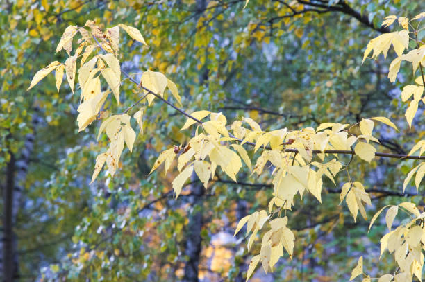 Texture, background. Autumn Leaves. Acer mandshuricum (Manchurian maple)