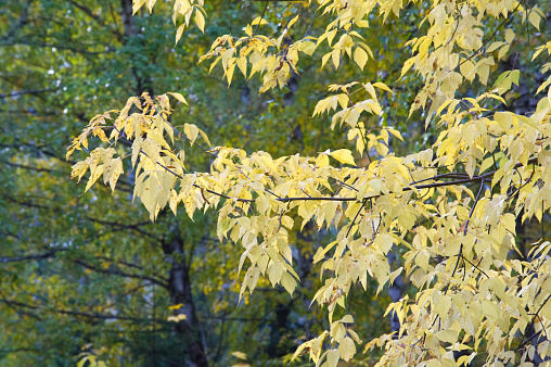 Texture, background. Autumn Leaves. Acer mandshuricum (Manchurian maple)