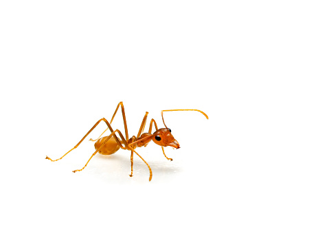 Macro shots of red ant isolated on white background with stacked focus.