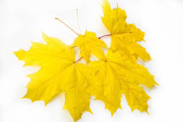 istock Texture, pattern, background.  Autumn maple leaves. On a white background, there is a place for designer labels 836514000