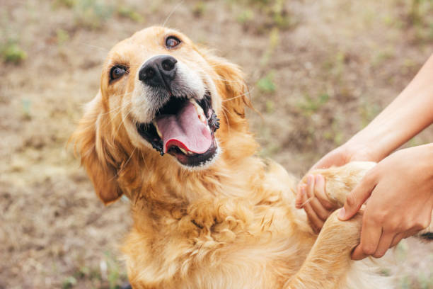 istock Golden Retriever 836514118