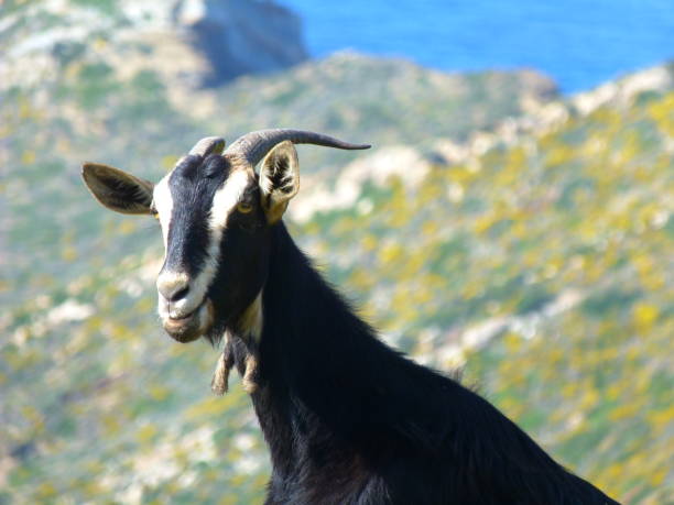 Goat, Naxos island, Greece