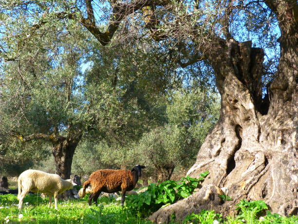 Goats and old olive tree, Naxos island, Greece