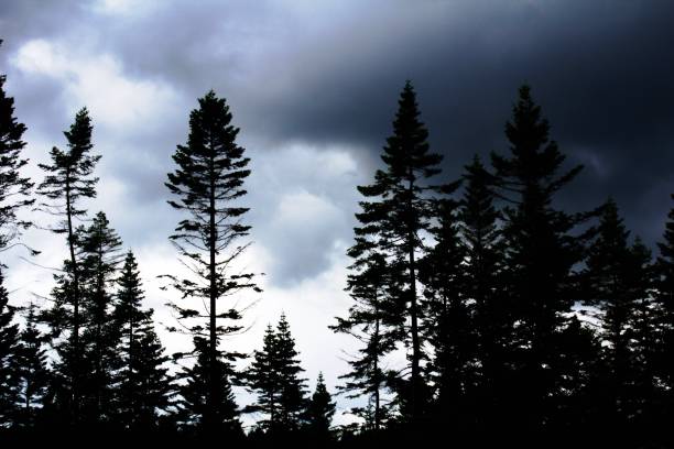 istock Landscape of Treetops with Storm Clouds 836515530