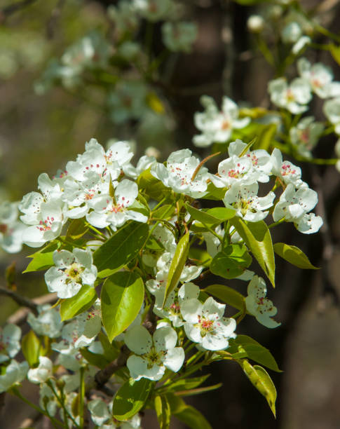 istock Flowers of apple 836530976
