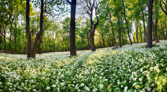 Geen forest with wild garlic at sunset, Slovakia