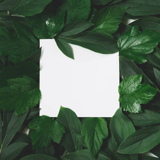 istock Creative layout made of green leaves with empty blank for note  on black background. Top view. Nature concept. 836535588