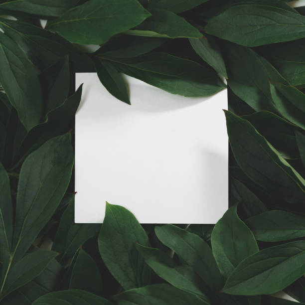 istock Creative layout made of green leaves with empty blank for note  on black background. Top view. Nature concept. 836535614