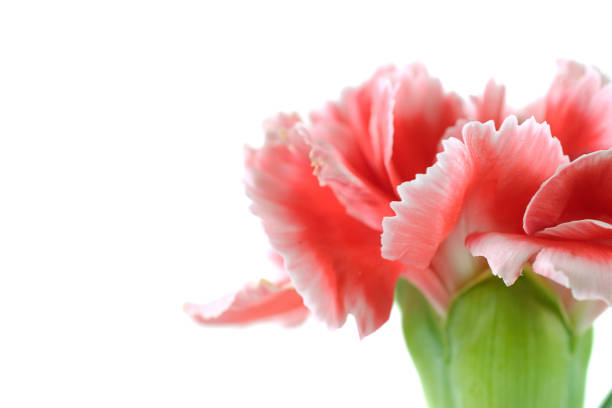 istock carnation flowers close up on background. 836535668