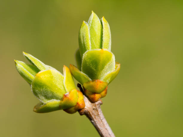 istock the first blossoming branch with leaves on blue sky background 836536310