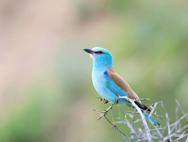 istock european roller on the branch. soft morning light portrait. 836537142