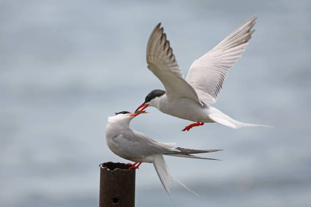 istock Common tern ritual feeding in the air 836538458