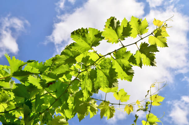 istock A branch of compromised vine leaves 836538518