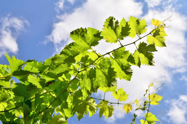 A branch of compromised vine leaves A branch of compromised vine leaves on a blue sky background plant city photos stock pictures, royalty-free photos & images
