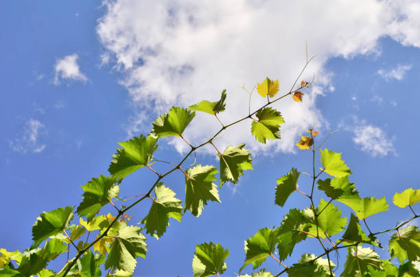 A branch of vine leaves on a blue sky