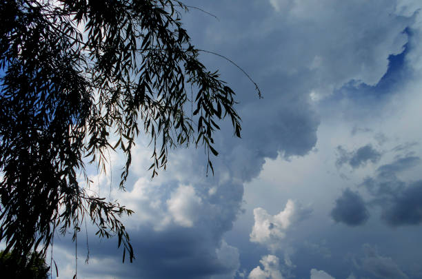 Dramatic cloudy sky, viewed through the wiping branches of the treetop