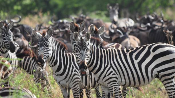 istock Herd of Burchell zebras 836542752