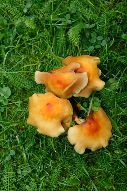istock Brown mushrooms in a meadow 836542944
