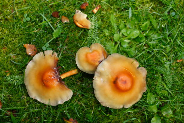 istock Brown mushrooms in a meadow 836543070