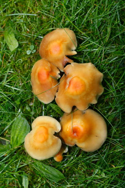 istock Brown mushrooms in a meadow 836543156