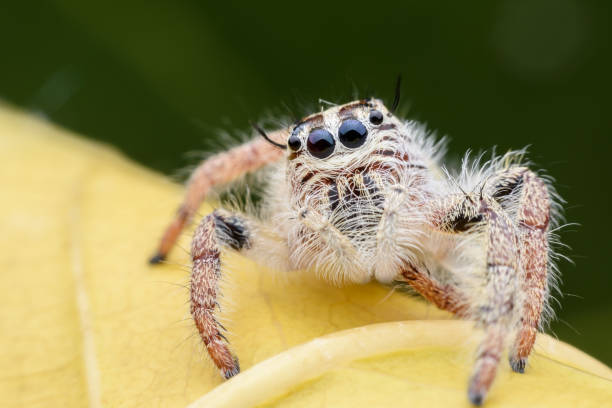 istock Super macro female Hyllus diardi or Jumping spider on yellow leaf 836544018