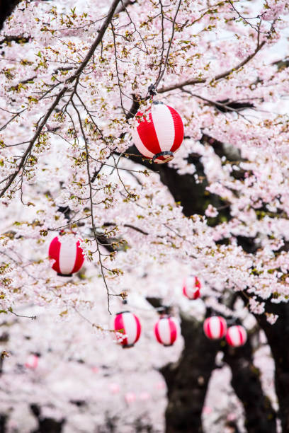 istock Cherry blossom tree in Goryokaku park . 836544554