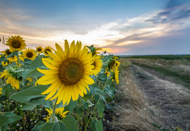 istock sunflower field at sunset 836547178