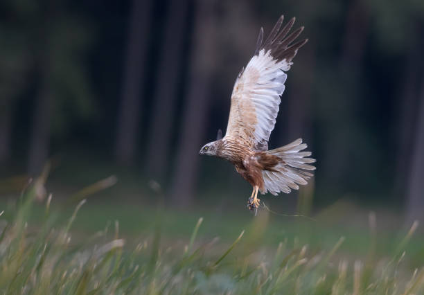 istock Flying male western marsh harrier (Circus aeruginosus) with mouse. 836548404