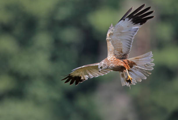 istock Flying male western marsh harrier (Circus aeruginosus) with mouse. 836548646