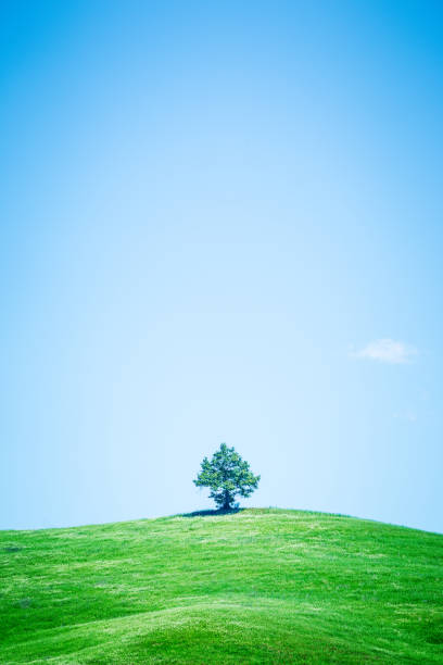istock Lonely tree, spring landscape. Tuscany, Italy, Europe 836554272