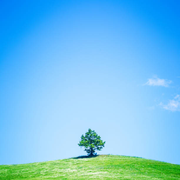 istock Lonely tree, spring landscape. Tuscany, Italy, Europe 836554306