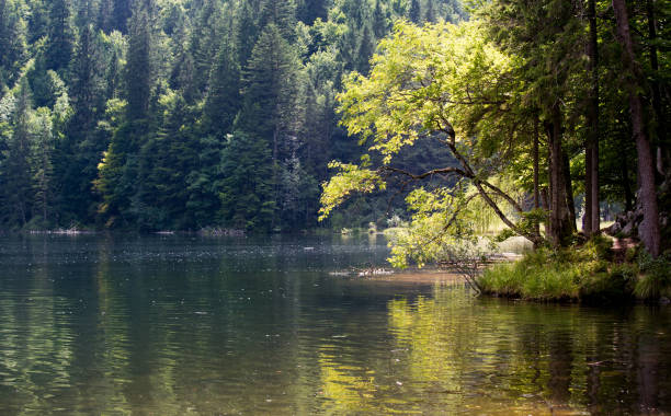 istock Lake Toplitzsee in Austria 836555846