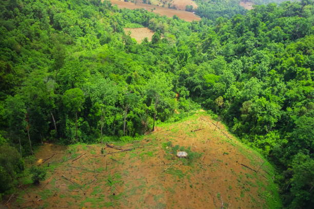 istock Aerial view of the forest 836559516