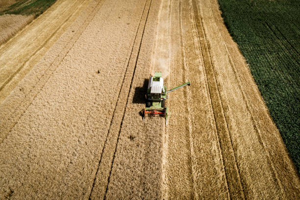 istock Green combine harvester harvesting wheat on a field in Austria 836559800