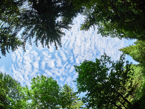 Forest view from the bottom and blue sky, Aosta Valley, Italy