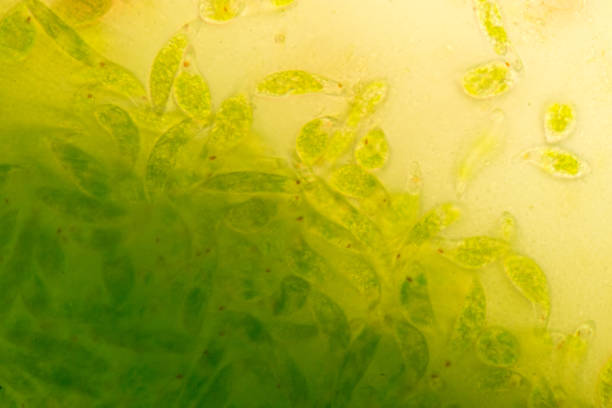 istock Euglena is a genus of single-celled flagellate Eukaryotes under microscopic view for education. 836562546